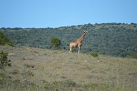 Südafrika - Pirschfahrt im  Amakhala Wildreservat . Giraffen