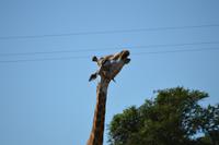 Südafrika - Pirschfahrt im  Amakhala Wildreservat
