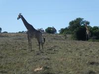Südafrika - Pirschfahrt im  Amakhala Wildreservat