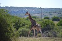 Südafrika - Pirschfahrt im  Amakhala Wildreservat