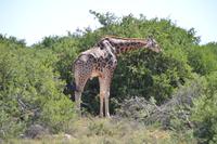 Südafrika - Pirschfahrt im  Amakhala Wildreservat