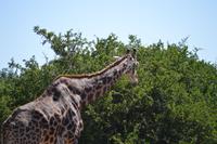 Südafrika - Pirschfahrt im  Amakhala Wildreservat