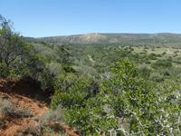 Südafrika - Pirschfahrt im  Amakhala Wildreservat