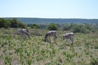 Südafrika - Pirschfahrt im  Amakhala Wildreservat - Zebras