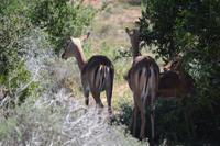 Südafrika - Pirschfahrt im  Amakhala Wildreservat - Impalas