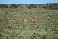Südafrika - Pirschfahrt im  Amakhala Wildreservat - Impalas und Wasserbock