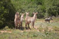 Südafrika - Pirschfahrt im  Amakhala Wildreservat - Wasserböcke und Warzenschwein