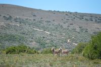 Südafrika - Pirschfahrt im  Amakhala Wildreservat