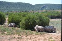 Südafrika - Pirschfahrt im  Amakhala Wildreservat - Breitmaulnashörner