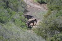 Südafrika - Pirschfahrt im  Amakhala Wildreservat - Elefanten