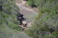Südafrika - Pirschfahrt im  Amakhala Wildreservat