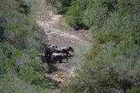 Südafrika - Pirschfahrt im  Amakhala Wildreservat