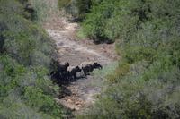 Südafrika - Pirschfahrt im  Amakhala Wildreservat
