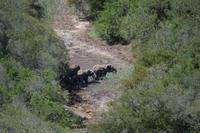 Südafrika - Pirschfahrt im  Amakhala Wildreservat