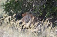 Südafrika - Pirschfahrt im  Amakhala Wildreservat