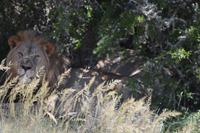 Südafrika - Pirschfahrt im  Amakhala Wildreservat