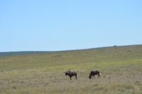 Südafrika - Pirschfahrt im  Amakhala Wildreservat - Weisschwanzgnu
