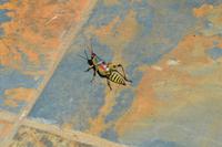 Südafrika - Pirschfahrt im  Amakhala Wildreservat - Panzerschreck