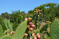 Südafrika - Amakhala Wildreservat - Kaktusfeigen