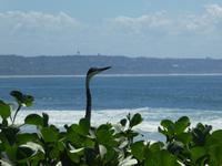 Südafrika - Durban - Graureiher