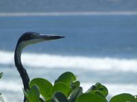 Südafrika - Durban - Graureiher