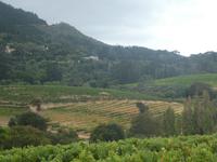 Südafrika - Weinregion Constantia