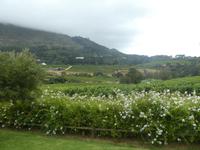 Südafrika - Weinregion Constantia