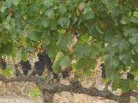 Südafrika - Boutique Weingut Constantia Glen