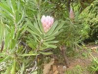 Südafrika - Proteea