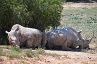 Südafrika - Pirschfahrt im  Amakhala Wildreservat