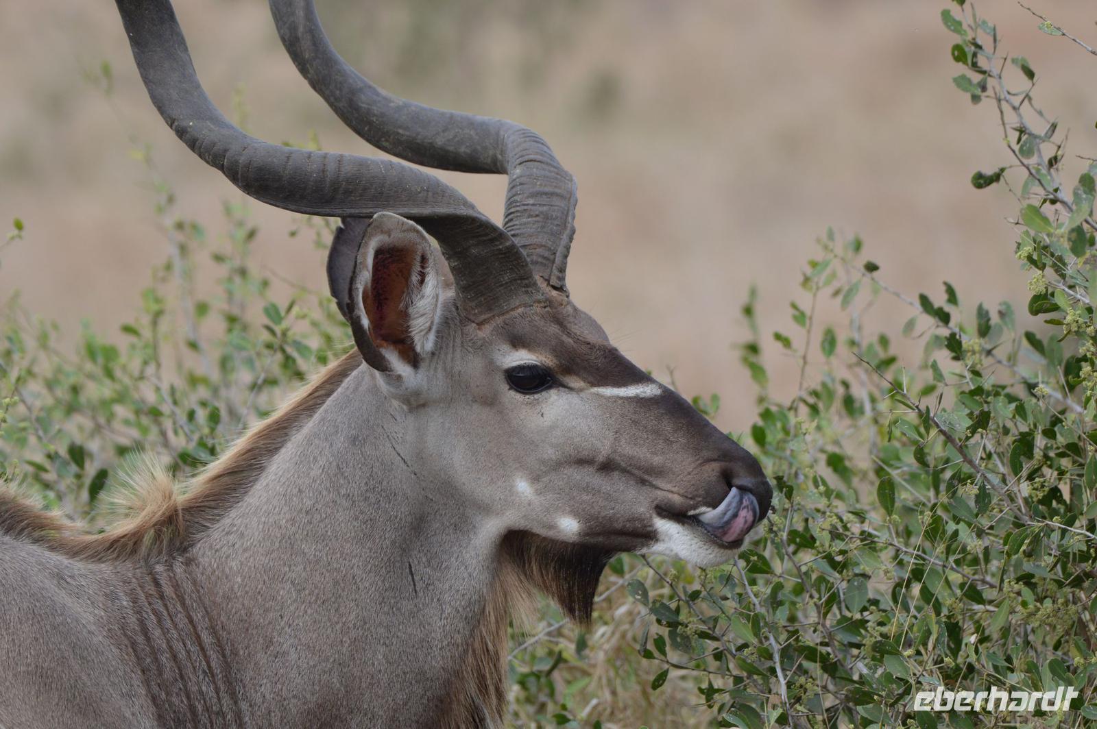 Kudu Bulle