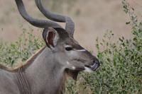 Kudu Bulle