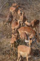 Impalas