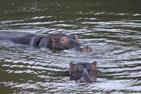 Kariega Game Reserve