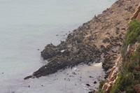 Seehunde - Robberg Nature Reserve