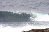 Wer findet den Seehund? - Robberg Nature Reserve