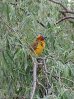 Webervogel - Golden Gate Highlands Nationalpark