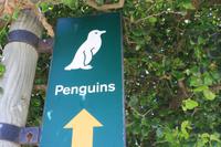 Pinguine in Simon´s Town