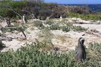 Pinguine in Simon´s Town