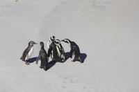 Lagebesprechung der Pinguine in Simon´s Town