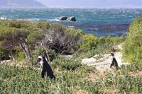 Pinguine in Simon´s Town
