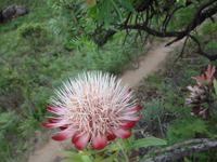 Protea - Cathedral Peak Nationalpark