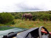 Kariega Game Reserve
