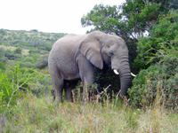 Kariega Game Reserve