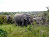 Kariega Game Reserve