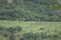 Kariega Game Reserve