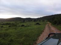 Kariega Game Reserve