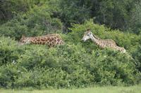 Kariega Game Reserve