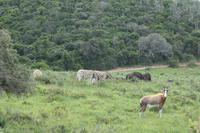 Kariega Game Reserve