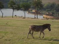 Zebra - Heia Safari Ranch